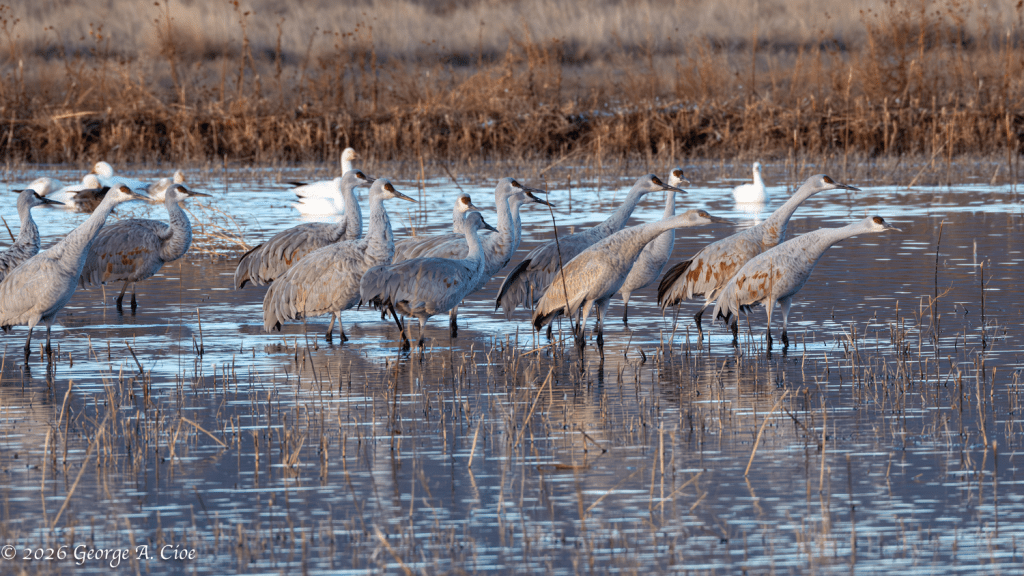 “The Don Move™ in the Wild” Sandhill Cranes