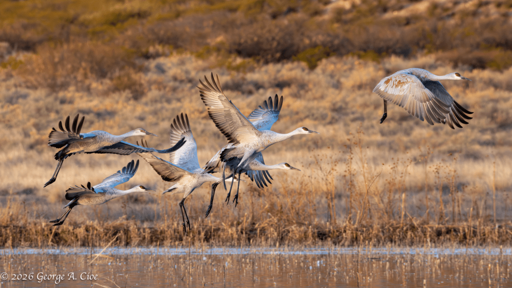 "Lead, Follow, Or Get Out Of The Way" Sandhill Crane