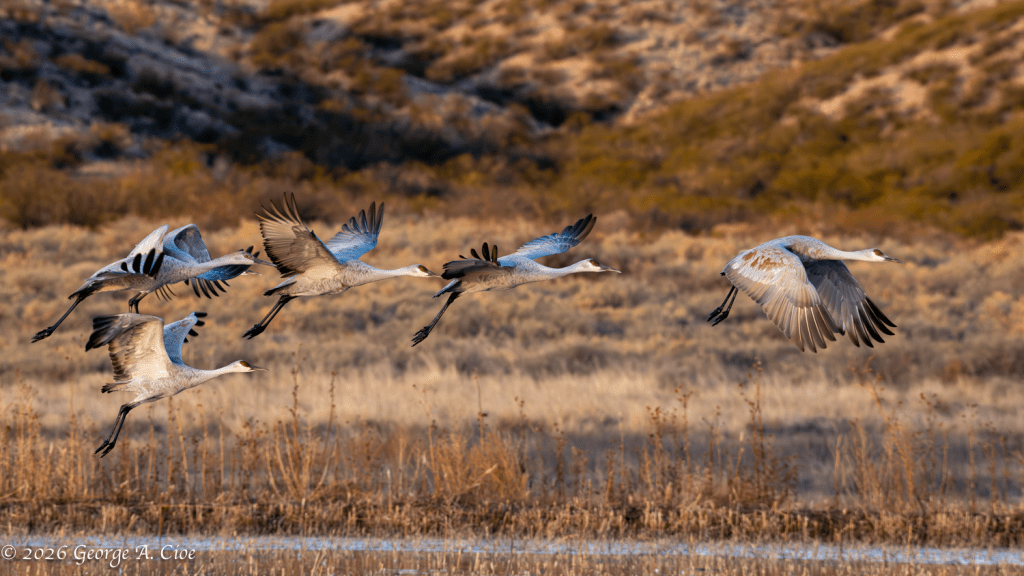 "Formation Bound!" Sandhill Cranes