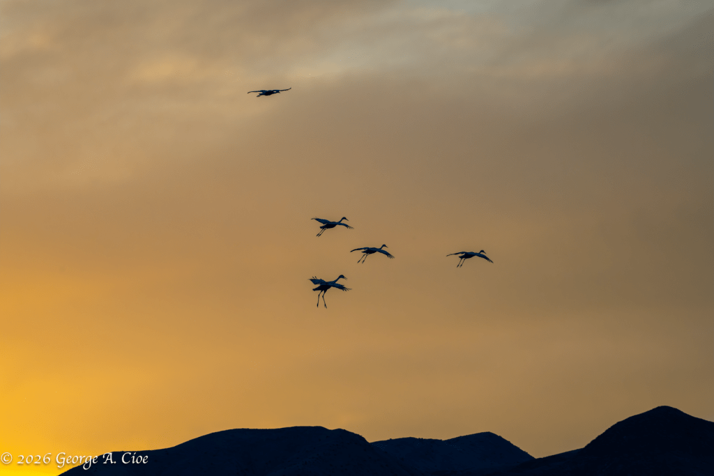 “Golden Parachutes” Sandhill Cranes