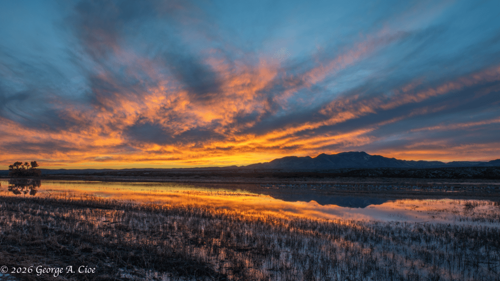 “Fire in the Sky, Grace on the Water”. Sandhill Cranes