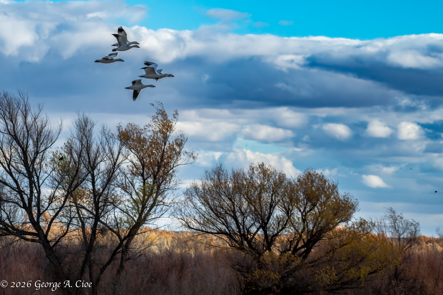 The Day the Sky Broke Its Silence at Bosque del Apache