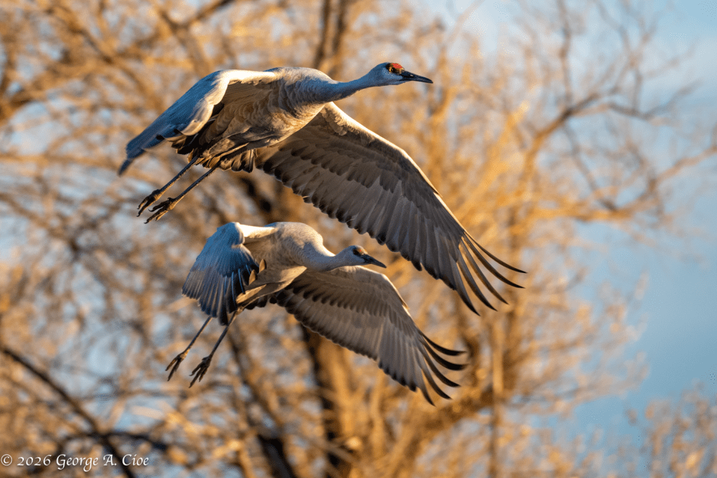 "Perfect Alignment" Sandhill Cranes