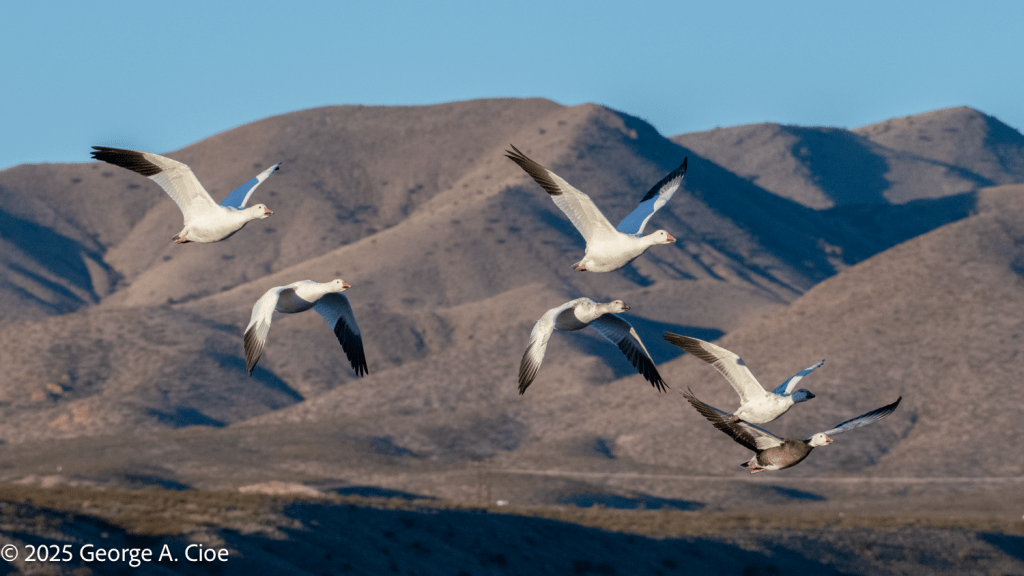 “The Sky, Rewritten in White” Snow Geese