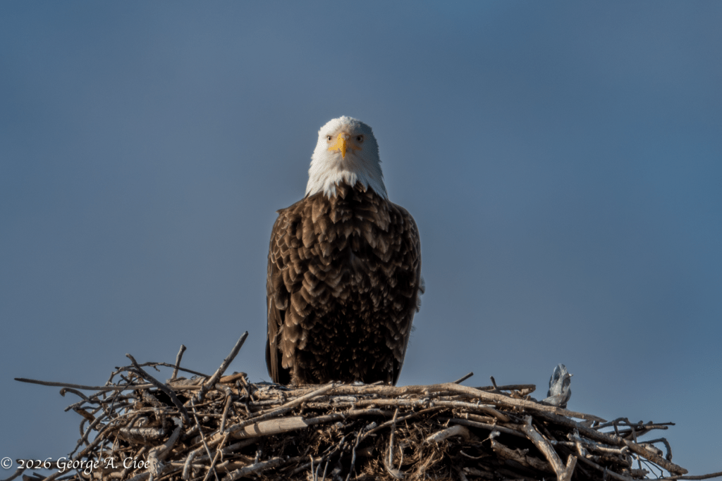 “The Stillness of Knowing” Bald Eagle