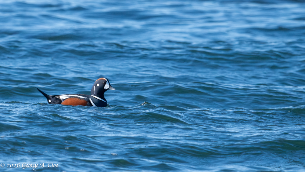 Sea Mice at the Edge of the Earth – A Harlequin Duck Encounter