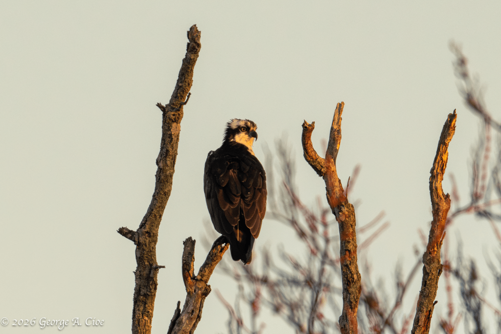 “Witness to the Morning” Osprey