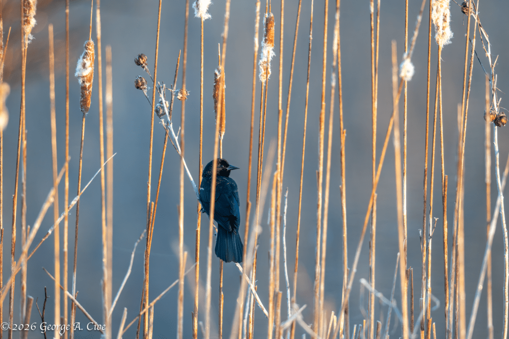 "Black and Tan" Red-winged Blackbird