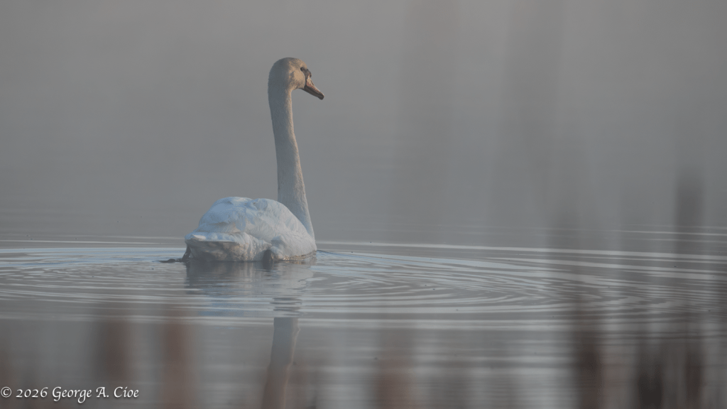 “Drifting Through a Dream”. Mute Swan