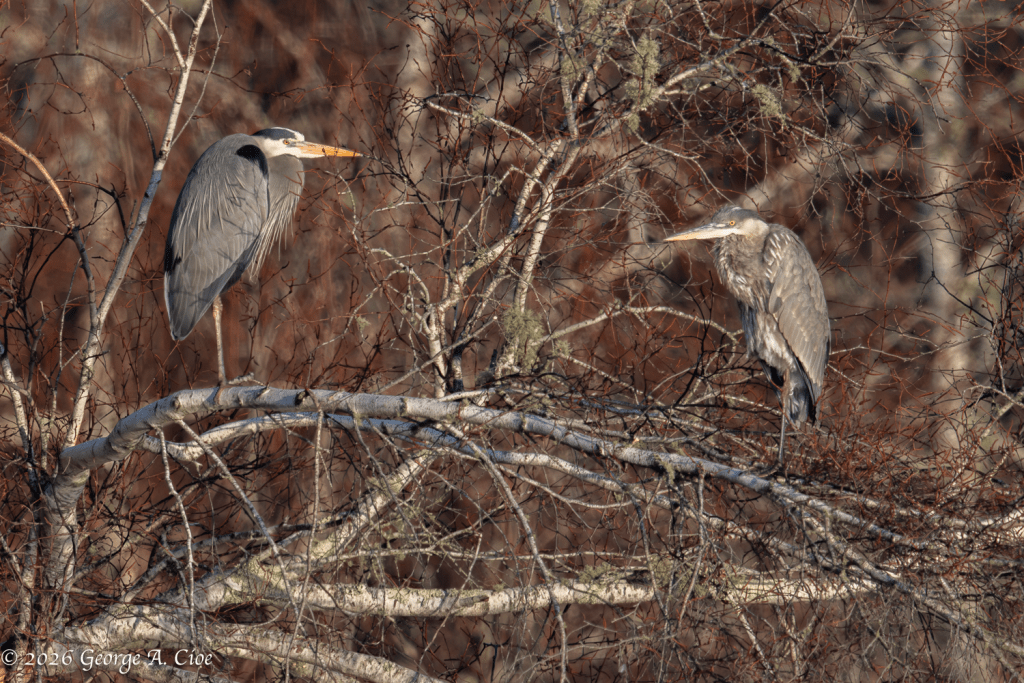 “She Had Doubts” Roosting Great Blue Herons