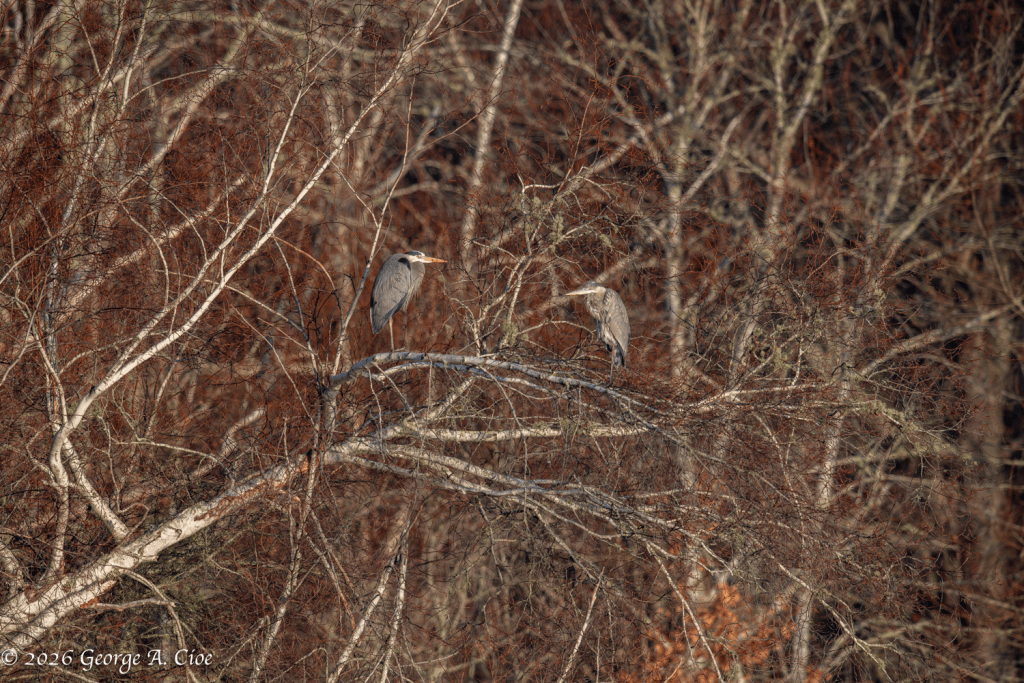 “He Had a Plan” Roosting Great Blue Herons