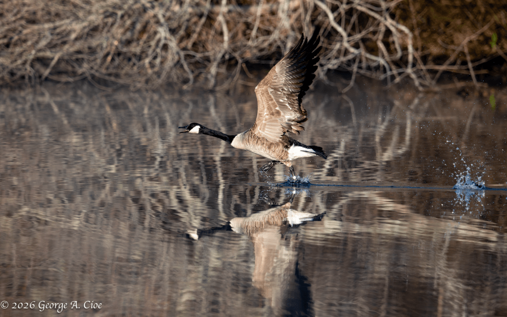 “Liftoff Begins” Canada Goose