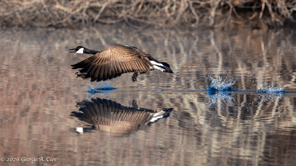 “Maximum Thrust” Canada Goose