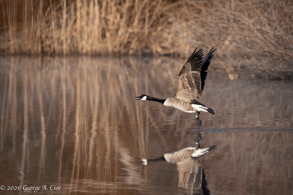 “Gear Still Down” Canada Goose