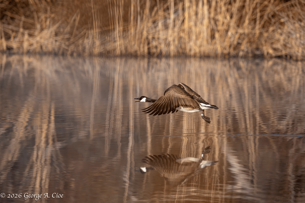 “Low Altitude, High Confidence” Canada Goose