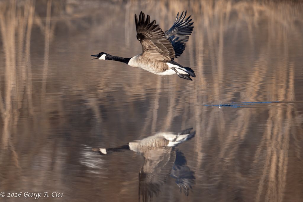 “Feathered Afterburners”. Canada Goose