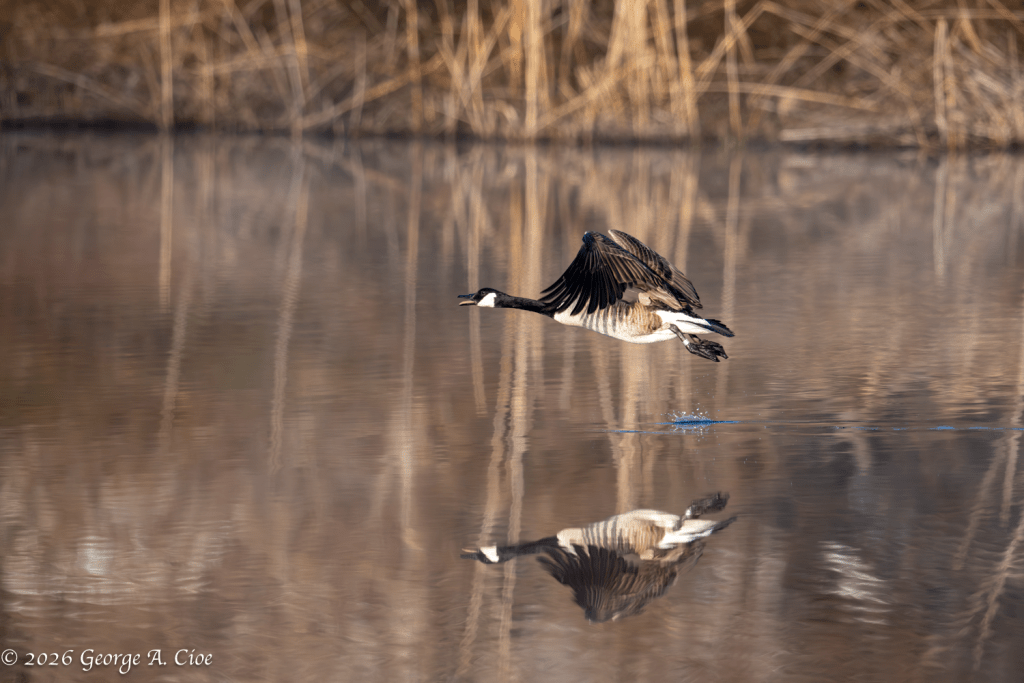 “Cruise Control” Canada Goose