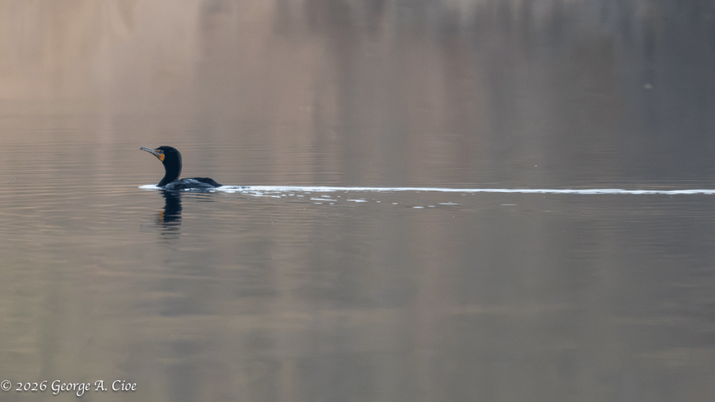 “Shadow on Still Water” Double-crested Cormorant