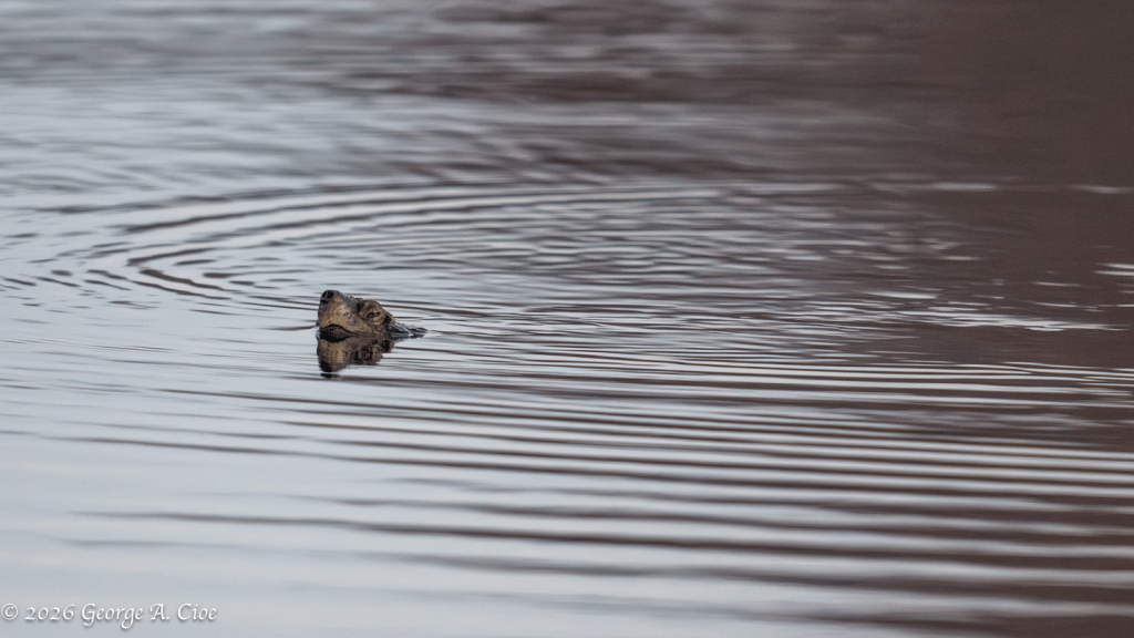 "Periscope at Little Neck” Common Snapping Turtle Breaks Surface