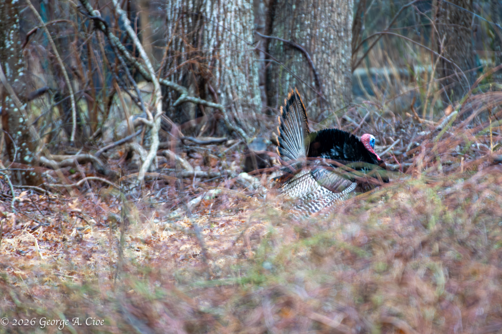 “Opening Act: The Fan That Launched a Thousand Clucks” Wild Turkeys