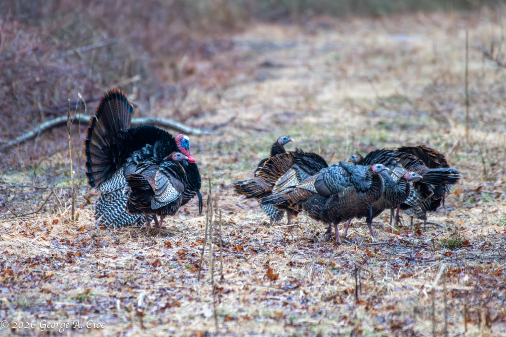 “And… Exit Stage Left” Wild Turkeys