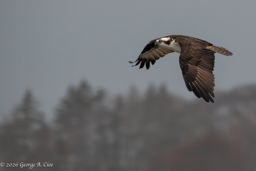 “Locked On” Osprey