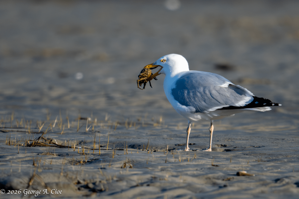 “Crab vs. Beak: A Short Story” Herring Gull with Spider Crab