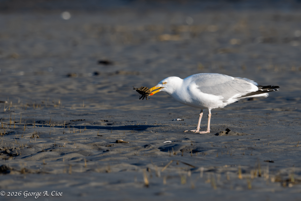“Caught Red-Clawed” Herring Gull with Spider Crab