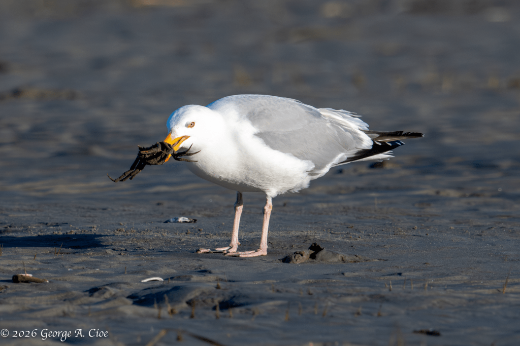 “Disassembly Required” Herring Gull with Spider Crab