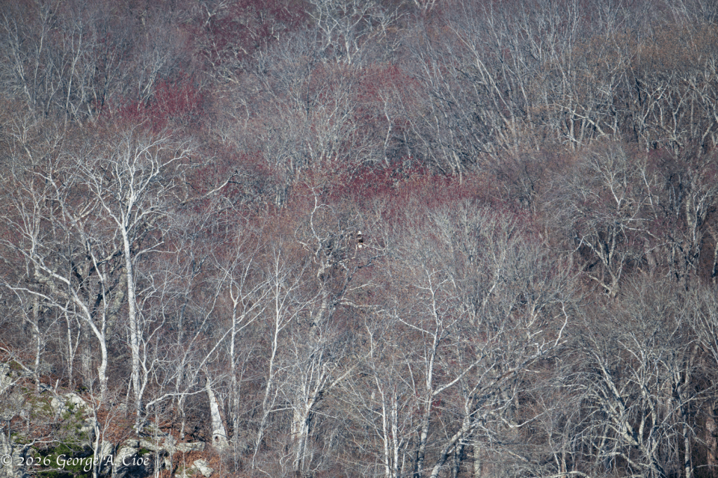 “The One That Got Away” Bald Eagle
