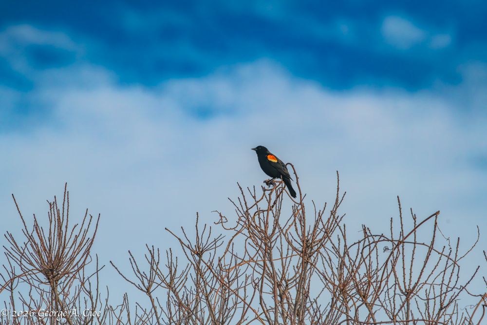 “Claim Staked. Loudly.” Red-winged Blackbird