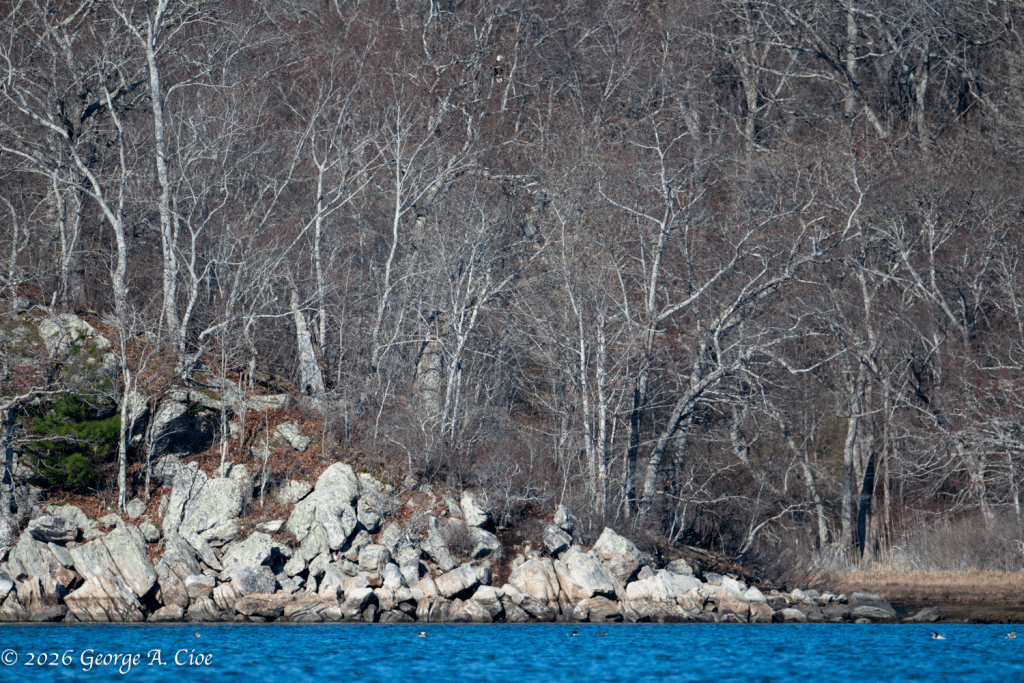 “Plan, Preparation… No Luck” Bald Eagle