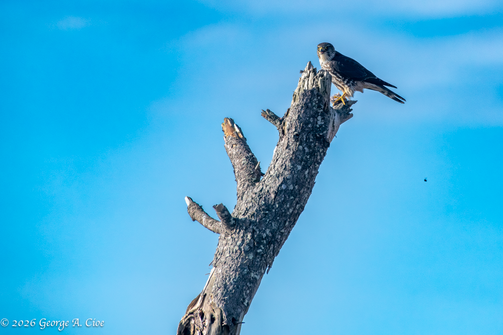 “The Watcher” Merlin