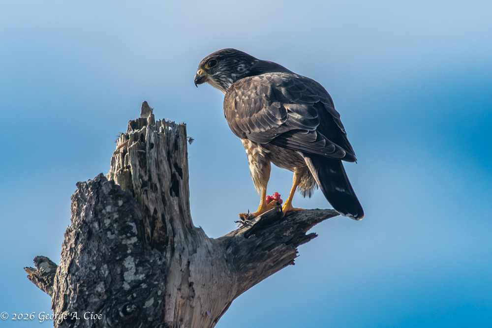 Lunch at the Top of the World – A Merlin Adventure Experience