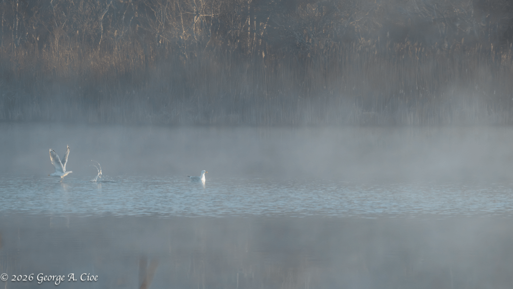 “A Splash of Reality” Herring Gulls