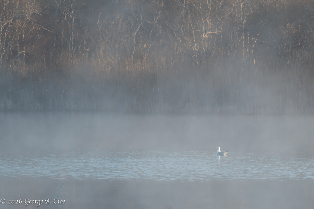 “The Quiet Between Moments”. Herring Gull
