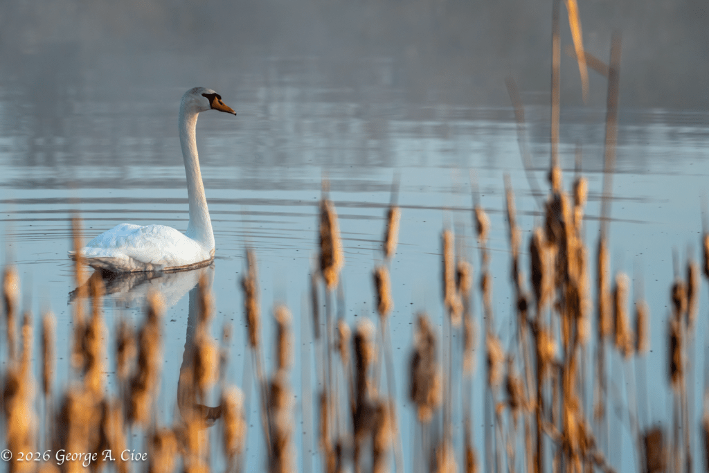 “A Study in Stillness” Mute Swan
