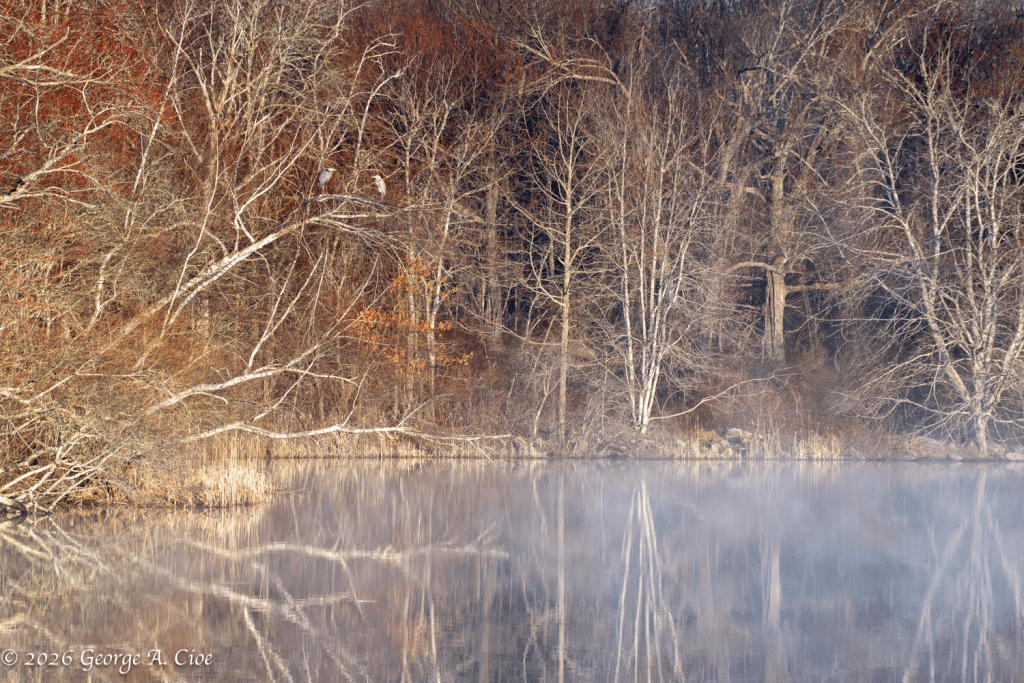 “Spring, Under Protest” Roosting Great Blue Herons