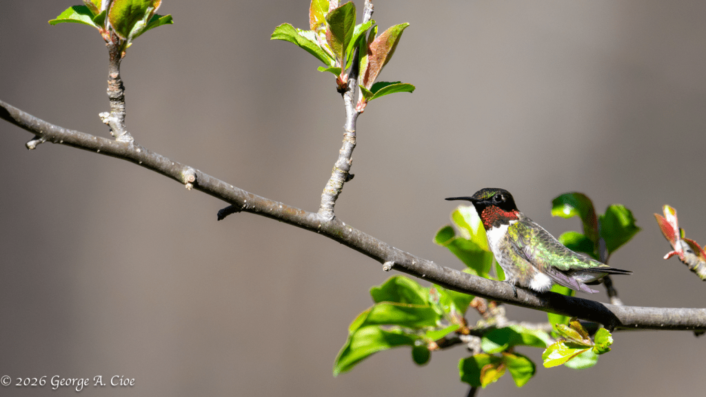 "The Feathered Timekeeper" Ruby-throated Hummingbird