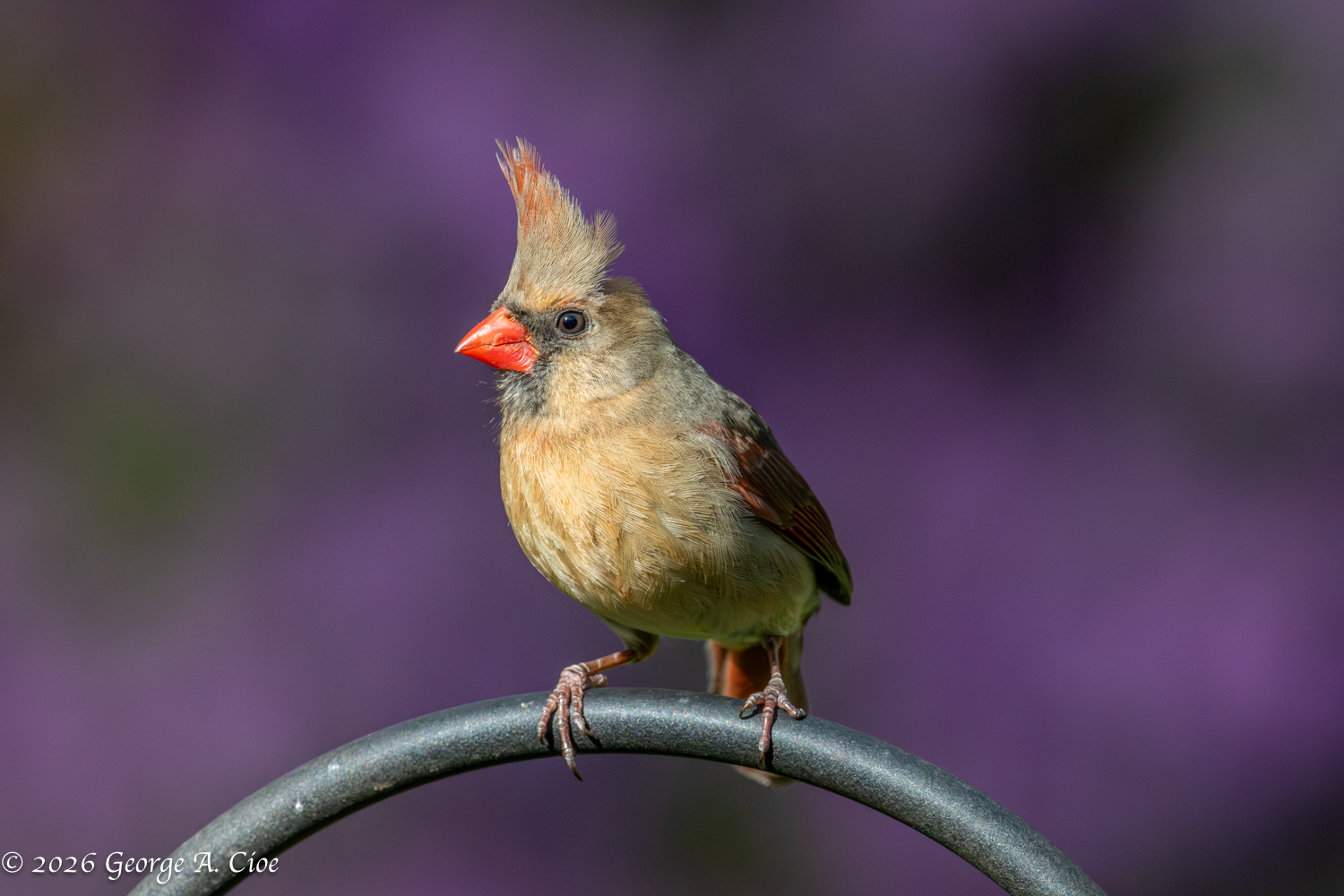 Enough With the Birds Already and My Photography Journey