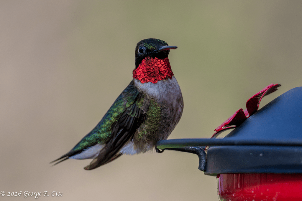 "The Birthday Arrival" Ruby-throated Hummingbird