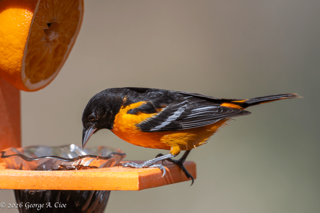 “Terms Accepted” Baltimore Oriole