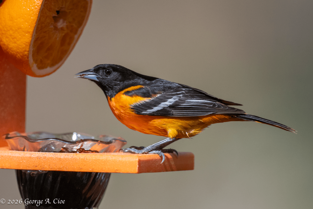 “Jelly Worth the Risk” Baltimore Oriole