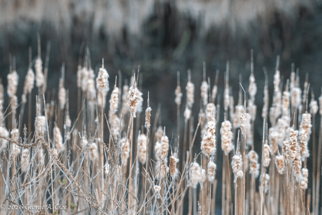 “Whispers of Winter’s Last Breath”