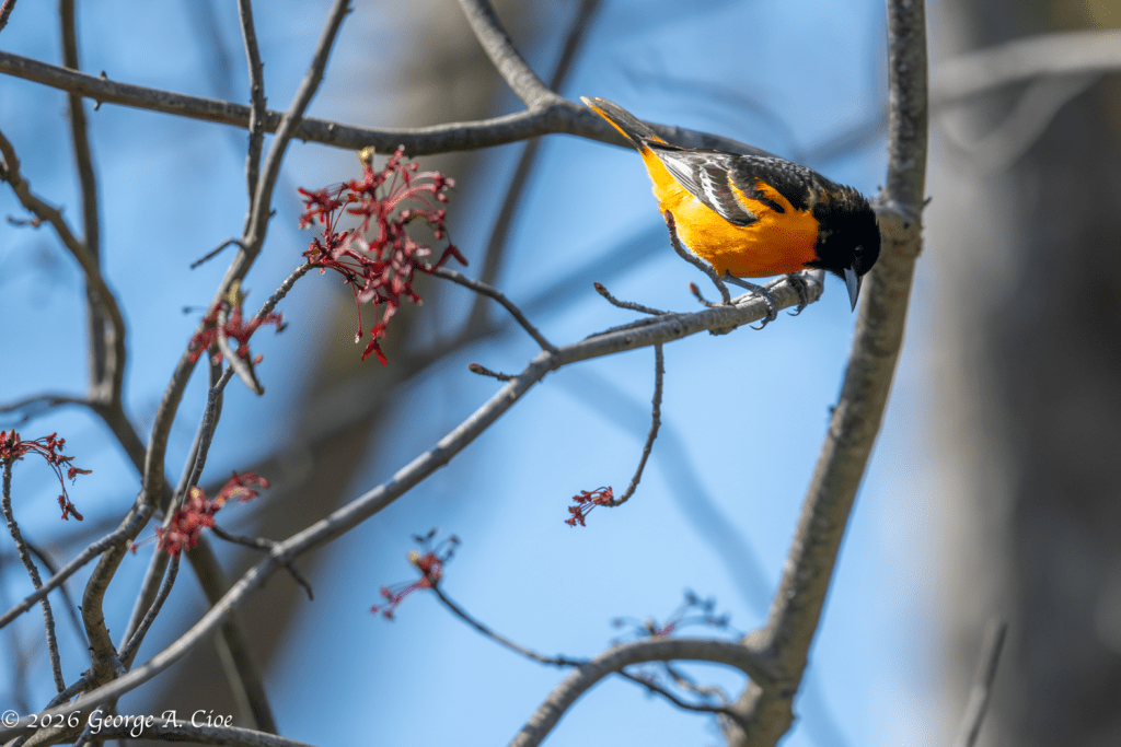 “Trust, But Verify” Baltimore Oriole