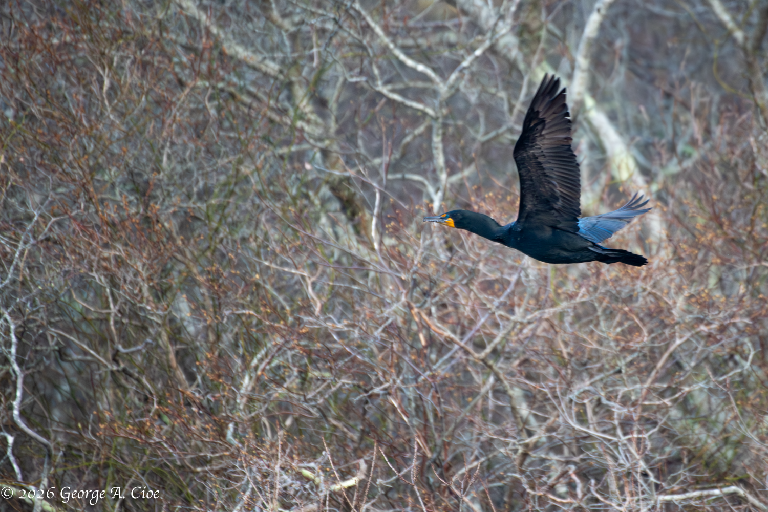 The Avian Darth Vader: An Unexpected Birding Surprise