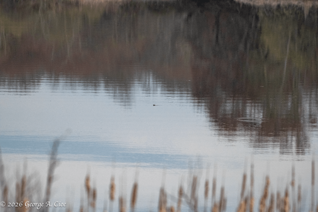 "The Turtle Line" V-Shaped Ripple from Common Snapping Turtle