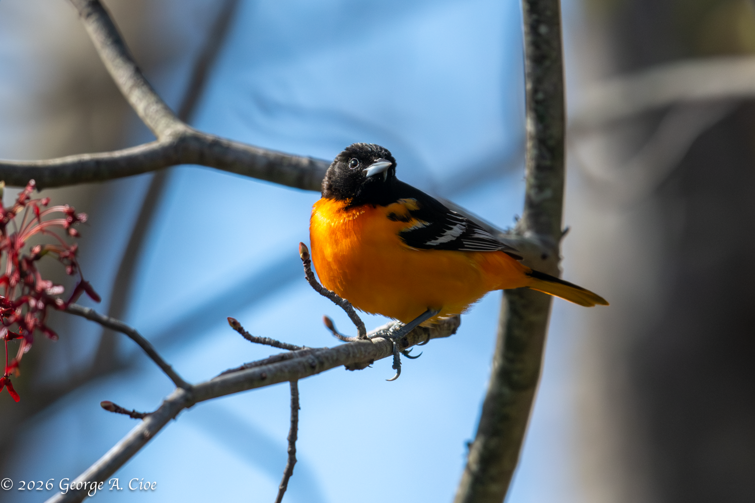 The Baltimore Oriole Negotiation (Terms Pending)