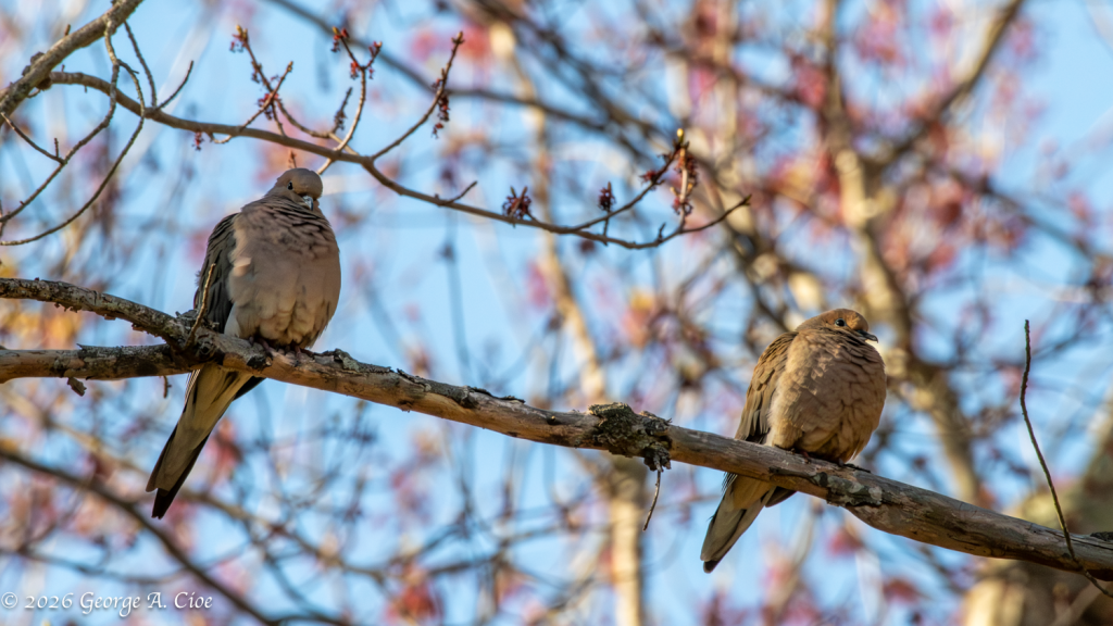“We’re Good" Mourning Doves
