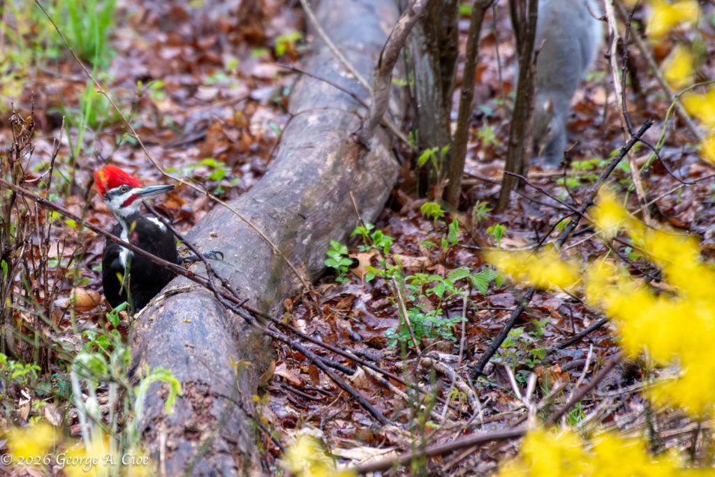 “On the Job” Pileated Woodpecker
